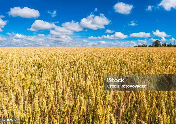 Field Of Golden Wheat Agricultural Harvest Below Blue Summer Skies Stock Photo - Download Image Now