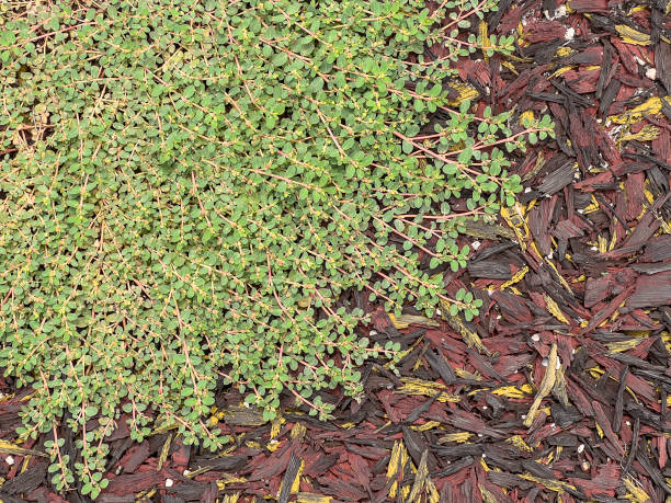 Gulf sandmat (binomial name: Euphorbia thymifolia) on rubberized nature trail