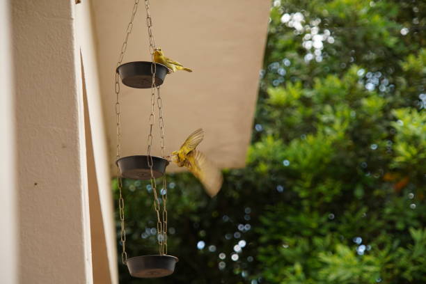 istock Saffron Finch bird feeding on feeder 1458265624