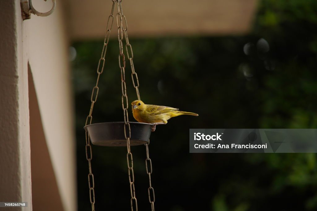 Saffron Finch bird feeding on feeder Animal Stock Photo