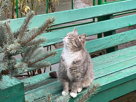 Pretty gray cat sits on the bench.