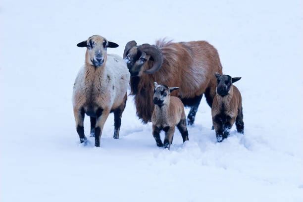 雪で覆われた冬の牧草地の羊の家族。2匹の成体動物と2匹の幼い赤ちゃん - bighorn sheep ram sheep winter ストックフォトと画像