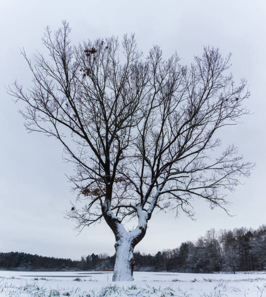 istock Tree on pond shore covered with fresh snow. Fine art black winter Czech landscape 1458266832