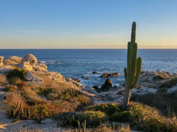 istock The Desert Meets the Ocean 1458269784