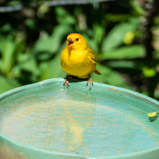 istock Atlantic Canary, a small Brazilian wild bird. 1458270284