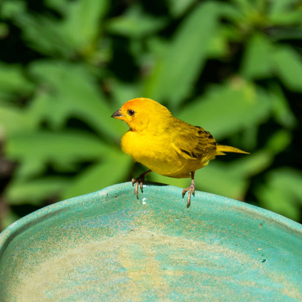 istock Atlantic Canary, a small Brazilian wild bird. 1458270305