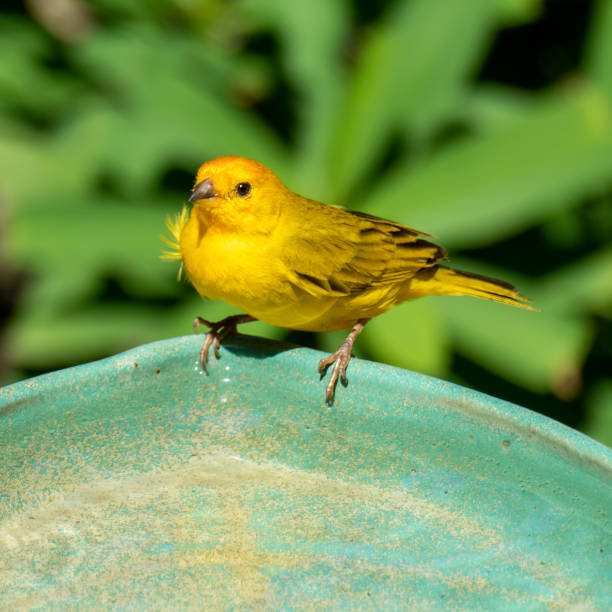 istock Atlantic Canary, a small Brazilian wild bird. 1458270306