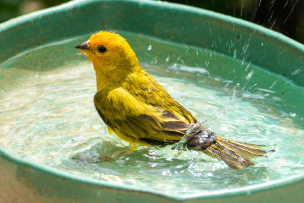 istock Atlantic Canary, a small Brazilian wild bird. 1458270308