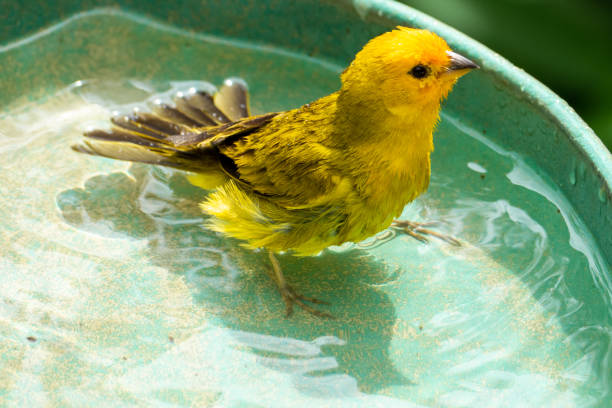 istock Atlantic Canary, a small Brazilian wild bird. 1458270327