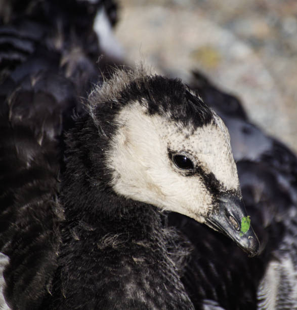 istock a close up of a young goose 1458270892