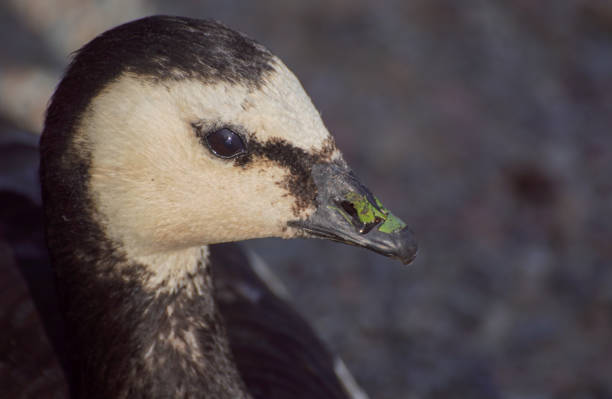 A close up of a Barnacle Goose near the waters edge