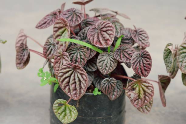 istock Decorative House Plant on a flower tub isolated. 1458272012
