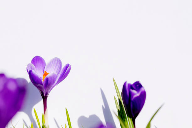 piękne kwiaty dzikich krokusów na zielonej trawie w słoneczny wiosenny dzień. - saffron crocus spring nature crocus zdjęcia i obrazy z banku zdjęć