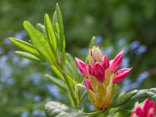 istock Rhododendron Haaga buds. 1458272726