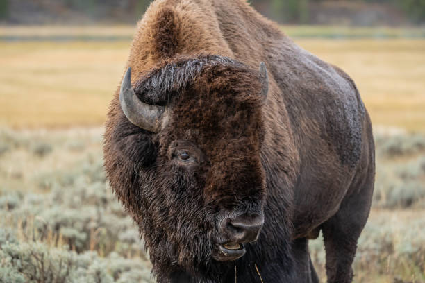 istock American Bison Grazing in Yellowstone National Park 1458273045