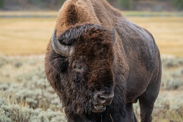 American Bison Grazing in Yellowstone National Park stock photo