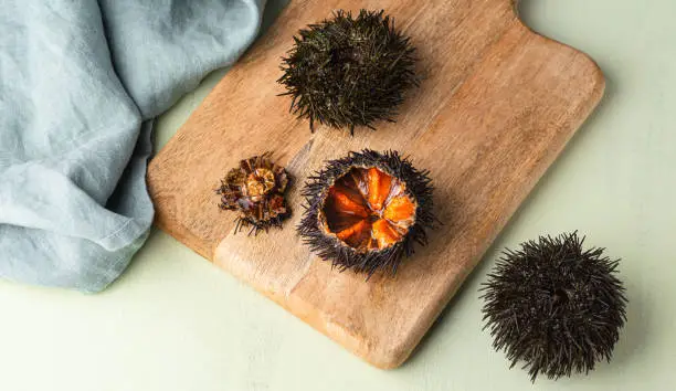 Sea urchins (ricci di mare) or uni, on the wooden board, mint background.  Delicious seafood from Mediterranean Italy, Spain, Japan. Natural texture