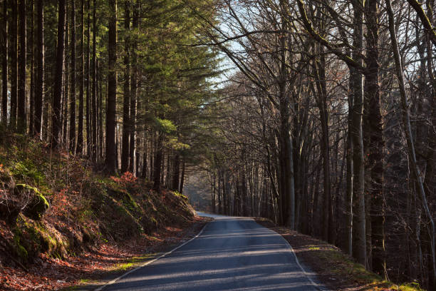 Road in the wood, perspective, day shot