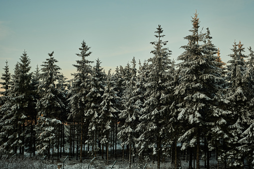 snow-capped fir tops under a blue sky