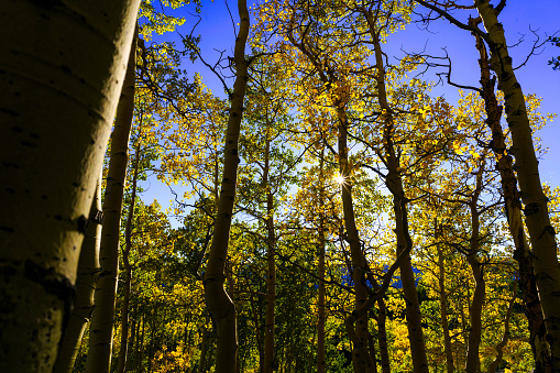 Aspens in Fall Autumn Scenic Landscape - Blue skies and bright golden aspen tree forest at peak fall colors.