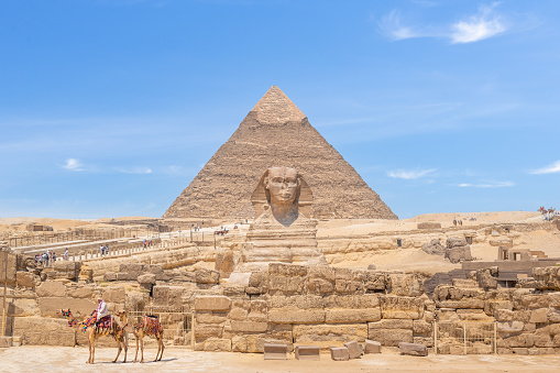 A colored camel in front of the pyramids landscape