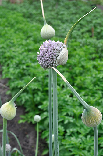 close-up of the blooming leek plant in the vegetable garden