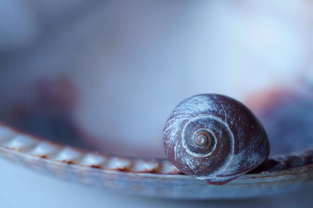 istock Background with two sea shells, a sea snail and a mollusk shell 1458281340