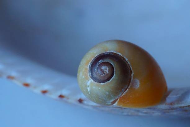 istock Background with two sea shells, a sea snail and a mollusk shell 1458281346