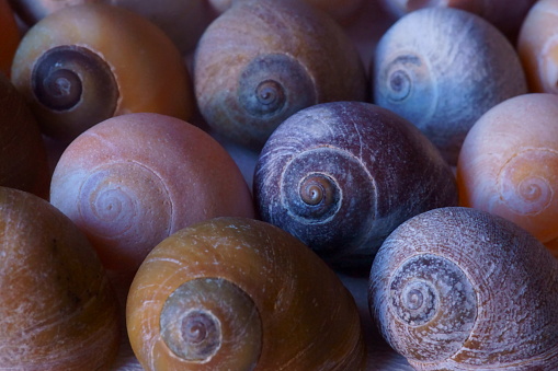 Background with sea shells, colorful sea snails