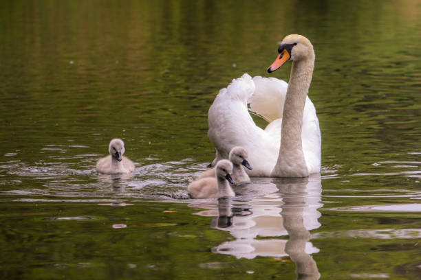 istock Swan Family, Phoenix Park, Dublin 1458282434