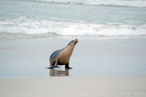 the sea lion is coming ashore at seal bay