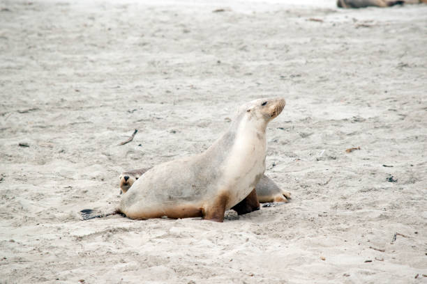 istock the seal lion has just finished feeding her pup 1458284081