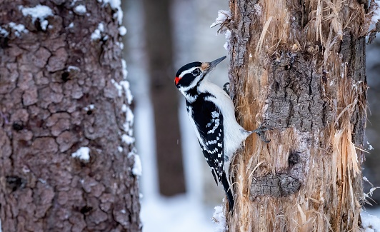 Male hairy Woodpecker (Leuconotopicus villosus) perched on a tree trunk in winter
