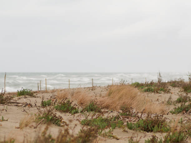 istock Marina di Vecchiano, Juanuary 2023 1458285713