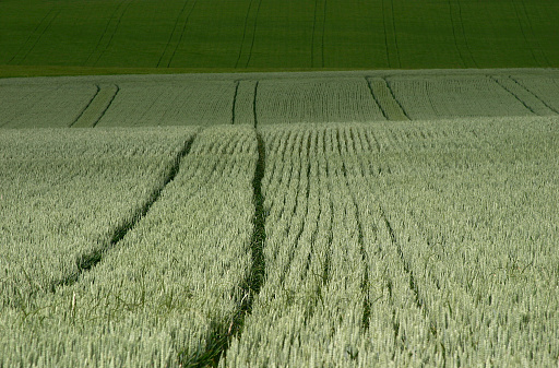 green wheat field minimalist composition