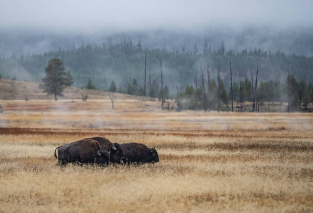 american bison grazing in yellowstone national park in autumn - yellowstone national park wyoming american culture landscape imagens e fotografias de stock