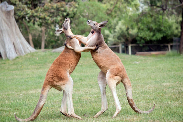 the red kangaroos are scratching each other in the chest and neck the two male red kangaroos are fighting for the dominant position in the mob kangaroos fighting stock pictures, royalty-free photos & images