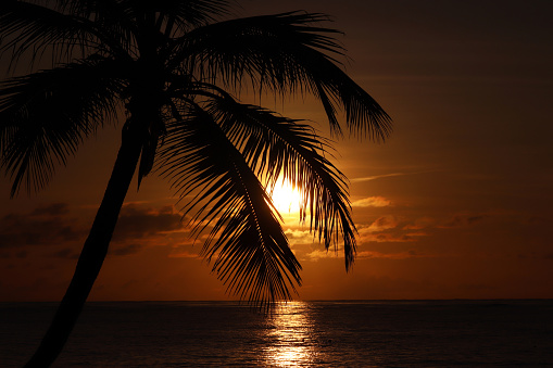 Tropical beach, sun in shining through palm leaves, paradise nature