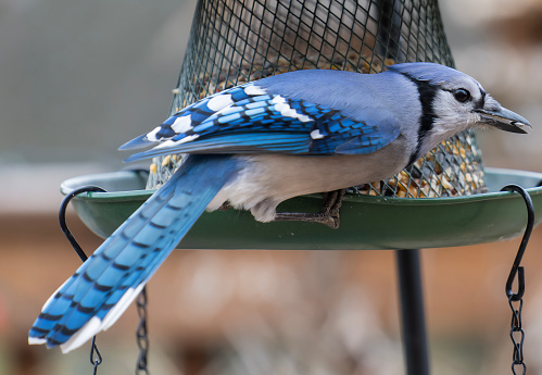 Bluejay on a bird feeder