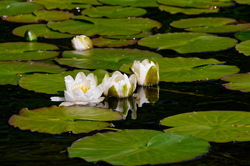 Water lilies blooming during summer on Loch Lomond UK