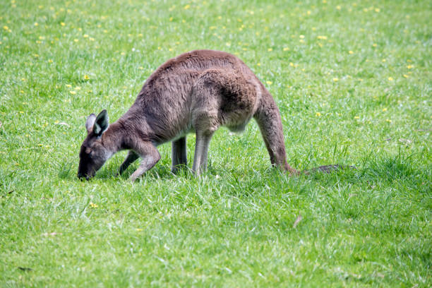 istock the western grey kangaroo is light brown with a white chest 1458287701
