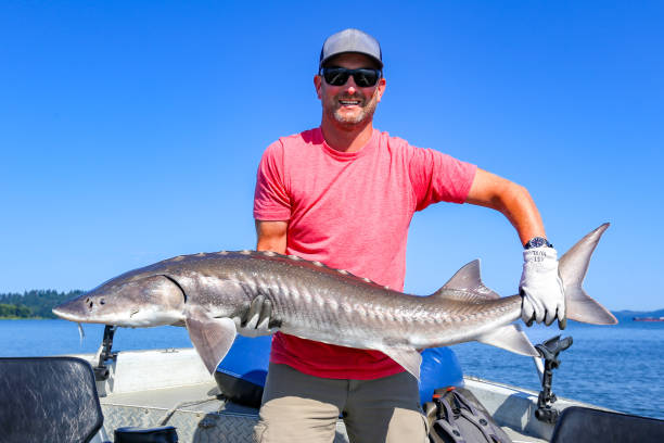 pêcheur avec un esturgeon blanc capturé et relâché sur le fleuve columbia près d’astoria, oregon - big game fishing photos et images de collection