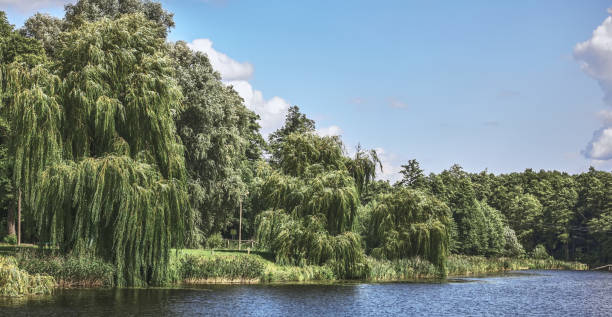 istock Willows on the green shore on a summer day. 1458288059