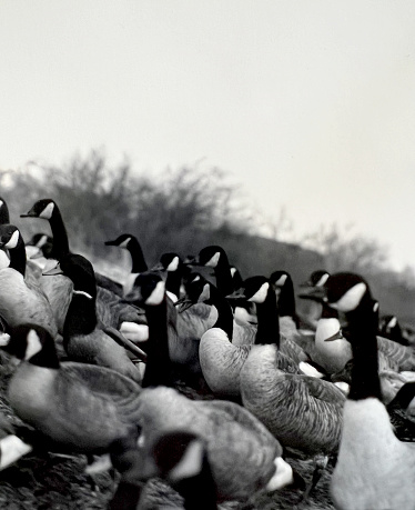 Darkroom print of Canada Geese.  Print was used to make a negative.  1990s