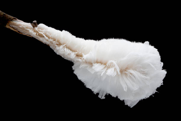istock Hair ice, also known as ice wool or frost beard 1458289525