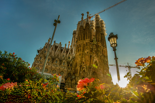 Fantastic Sagrada Familia - church (1882) in Barcelona - the famous architecture of the great architect Gaudí. scaffolding and a construction 
crane from above and an amazing garden next to the church  and idyllic flowering in garden next  to architerual landmark.
