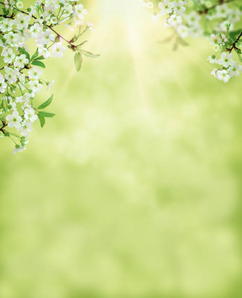 istock Spring cherry blossom,  sakura flower blooming on springtime. banner for Spring or Summer sale. 1458294938