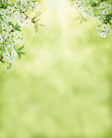 Cherry branch with white blooming flowers. Tender photo with a branch of blooming cherry with white flowers and green leaves . Place for text or logo. Flat lay. Spring time.