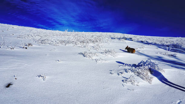 Hiking with dog on snow at Max Patch is a great winter activity. \nSpectacular view at Max Patch, North Carolina and Tennessee. Asheville. Great Smoky Mountains. Appalachian trails.
