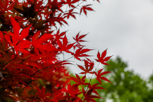 Detailed photos of flowers and other types of vegetation.